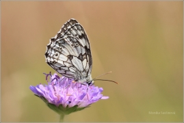 <p>OKÁC BOJÍNKOVÝ (Melanargia galathea) ----- /Marbled white - Schachbrett (Schmetterling)/</p>